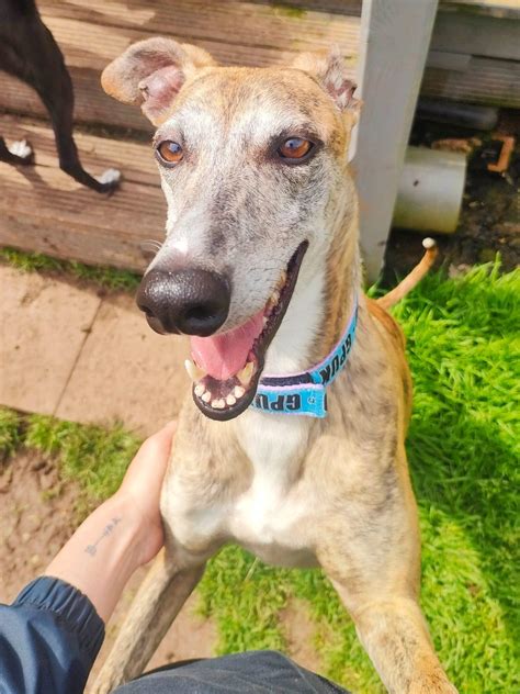 gawa greyhound|GAWA Macau hound Ivy enjoying some time in the sun ️ There .